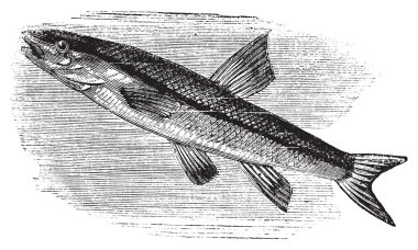 blacknosed dace, rhinichthys atratulus veya argyreus atronasus eski