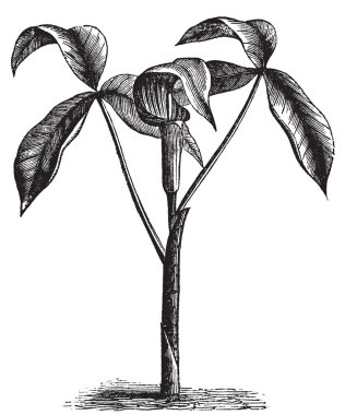 arisaema triphyllum veya vahşi şalgam eski gravür.