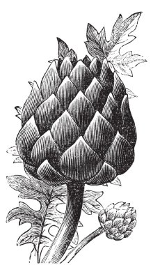 Artichoke, globe artichoke or Cynara cardunculus old engraving. clipart