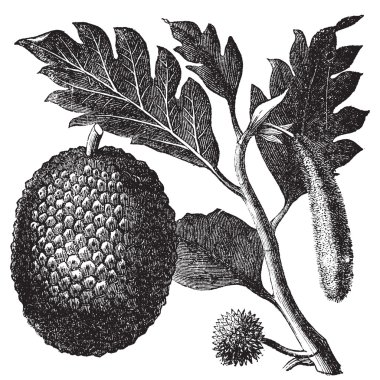 meyveler, artocarpe veya artocarpus altilis eski gravür.