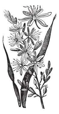 Branched Asphodel or Asphodelus ramosus vintage engraving clipart