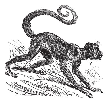 Ateles paniscus or Red-faced spider monkey. Vintage engraving. clipart