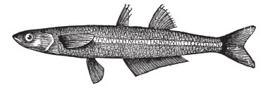 atherina notata, noktalı silverside veya büyük ölçekli kum balık kokuyor.