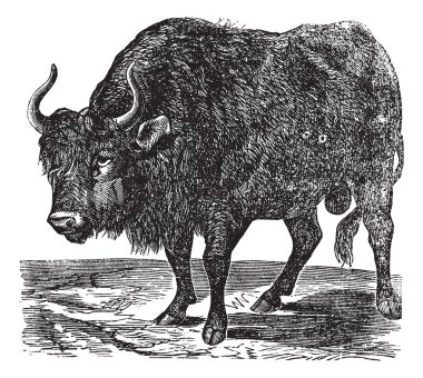 The American bison or American buffalo. Vintage engraving. clipart