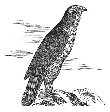 Northern Goshawk or Accipiter gentilis. Vintage engraving. clipart