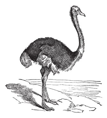 The Ostrich or Struthio camelus. Vintage engraving. clipart