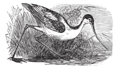 Black-capped Avocet or Recurvirostra bird. Vintage engraved. clipart