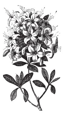 Azalea or Rhododendron vintage engraving