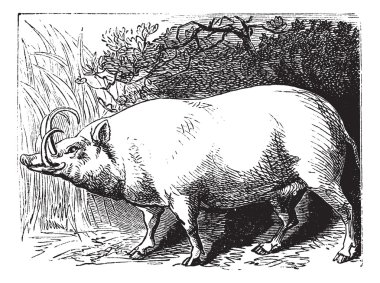 The Babirusa or Pig-deer. Vintage engraving. clipart