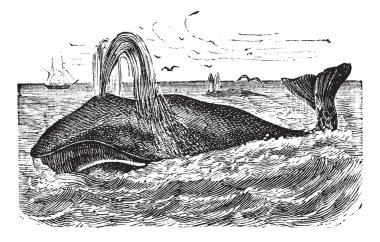 Bowhead Whale vintage engraving clipart