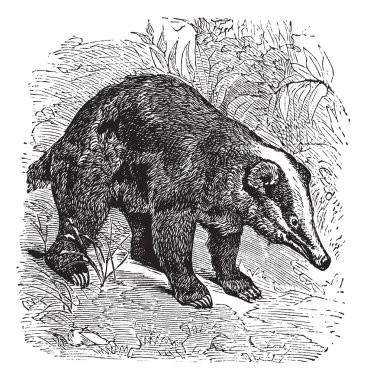 The Hog Badger or Arctonyx collaris. Vintage engraving. clipart
