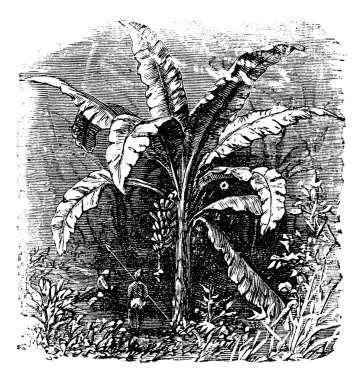 Banana tree or Musa acuminata, Musa balbisiana., vintage engravi clipart