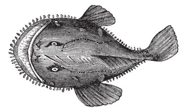 The American anglerfish or Lophius americanus. Vintage engraving clipart