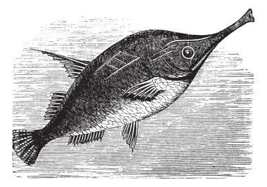 Longspine Snipefish vintage engraving clipart