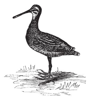 Wilson's Snipe or Gallinago delicata. Vintage engraving. clipart