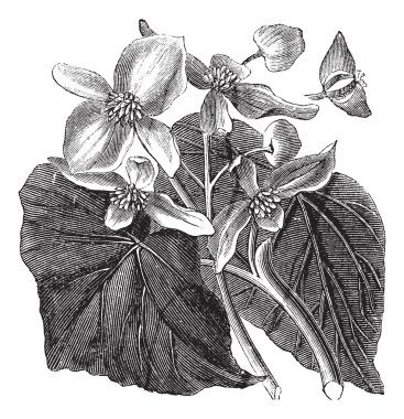 Begonia or Begoniaceae flower, vintage engraving. clipart
