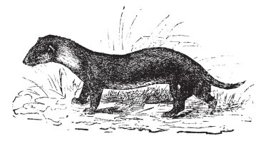 The European polecat or Mustela putorius, vintage engraving. clipart