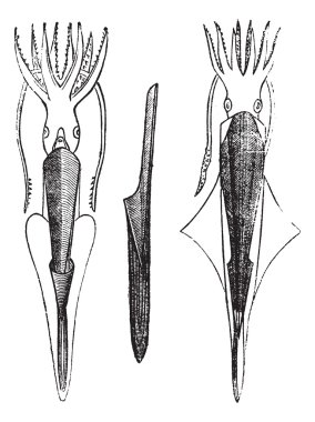 Belemnites antika gravür