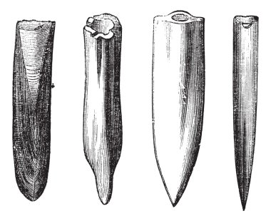 belemnite fosiller antika gravür