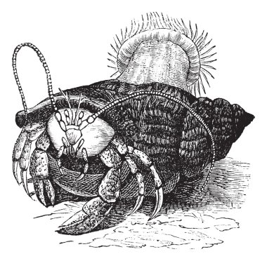 Hermit crab dragging Sea anemones, vintage engraving. clipart