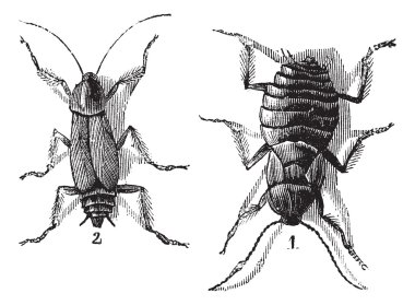 Male and Female, Cockroaches, (left) male, (right) female, vinta clipart