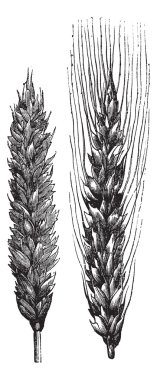 Winter wheat, wheat, vintage engraving. clipart