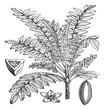Indian Frankincense or Salai or Boswellia serrata vintage engrav clipart