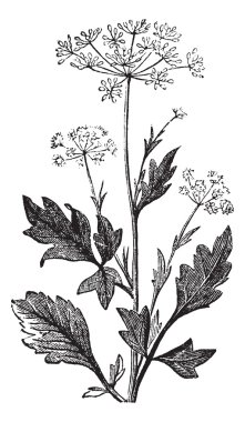 Anise or Pimpinella anisum vintage engraving clipart