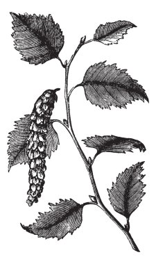 Betula papyrifera or Paper Birch, leaves, vintage engraving. clipart