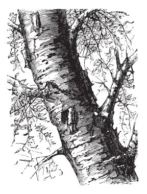 White Birch or Betula papyrifera, tree, trunk, vintage engraving clipart