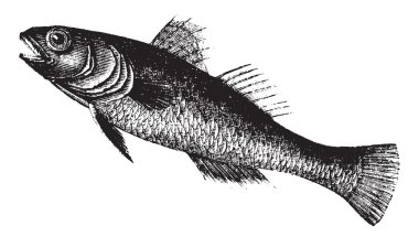 Black Goby or Gobius niger, fish, vintage engraving. clipart