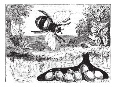 Bombus terrestris or buff-tailed bumblebee, bumblebee, nest, vin clipart