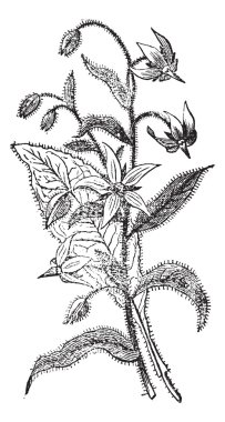 Borage or Borago officinalis, flowers, vintage engraving. clipart
