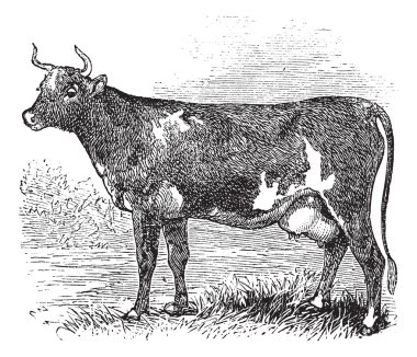 Ayrshire or Cunningham, Cattle, vintage engraving. clipart