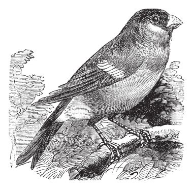 Eurasian Bullfinch or Pyrrhula pyrrhula,,bird, vintage engraving clipart