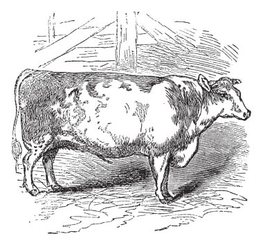 Beef Shorthorn, cattle, Durham, England, vintage engraving. clipart