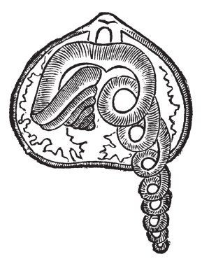 brachiopod, deniz, hayvan, antika gravür.