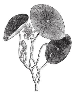 Brasenia, aquatic, plant, leaves, vintage engraving. clipart