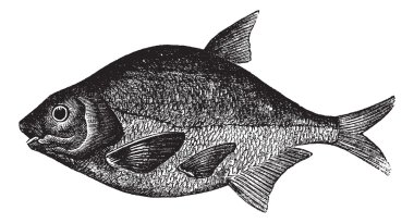 Common bream or Abramis brama, freshwater, fish , vintage engrav clipart