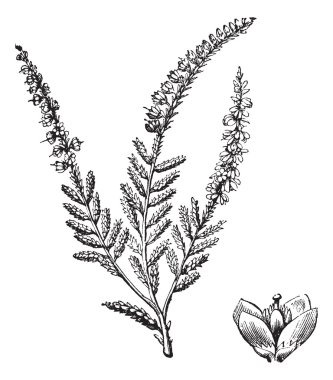 Erica vulgaris veya ortak heather. antika gravür.