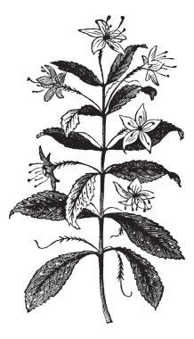 Agathosma crenulata or Barosma crenulata, plant, leaves, vintage clipart