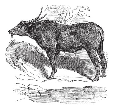 Water buffalo or Bubalus bubalis, buffalo, Indian, vintage engra clipart