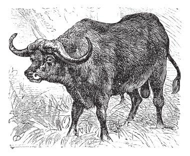 African buffalo or Syncerus caffer, buffalo, vintage engraving. clipart