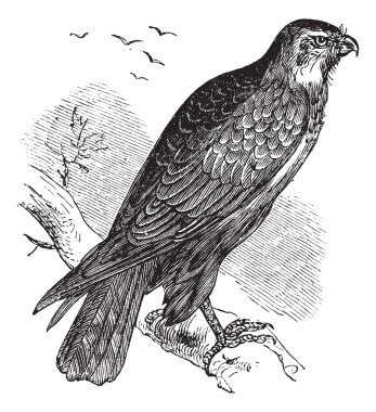 Buteo buteo or Common Buzzard, raptor, vintage engraving. clipart