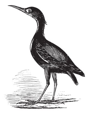 Eurasian Bittern or Botaurus stellaris, bird, vintage engraving. clipart