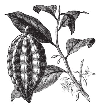 Cacao tree or Theobroma cacao, leaves, fruit, vintage engraving. clipart