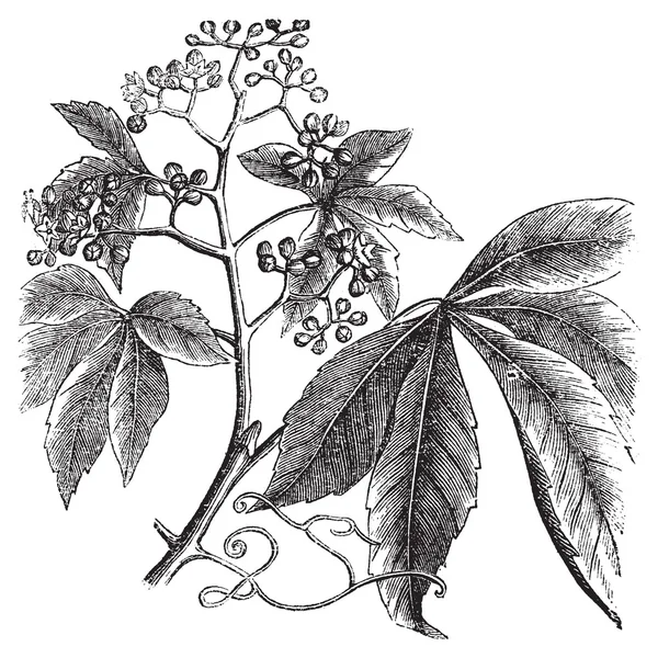 Virginia liána, ampelopsis nebo parthenocissus quinquefolia, am — Stockový vektor