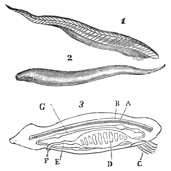Lancelet (amphioxus lanceolatus) vista superior, inferior e interior v —  Vetores de Stock