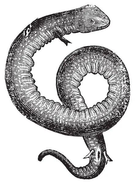 Amphiuma, 붕 장 어 또는 콩고 뱀 빈티지 조각. — 스톡 벡터