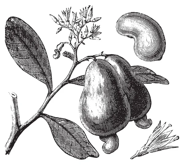 Anacardo occidental o Anacardium occidentale, manzanas y frutos secos — Vector de stock